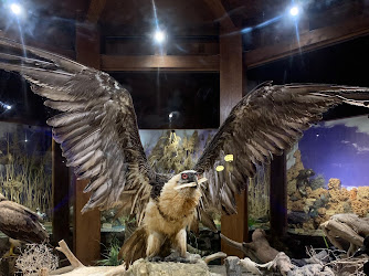 Eskikaraağaç Köyü Yaban Hayatı ve Kuş Müzesi