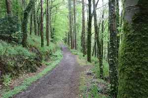 Dromkeen Wood Forest Walk image