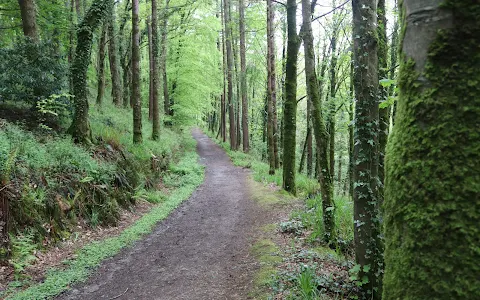 Dromkeen Wood Forest Walk image