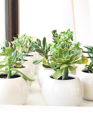 The Cacto Store - Puente Alto