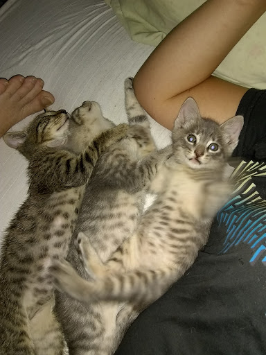 Pet Supply Store «Petco Animal Supplies», reviews and photos, 6834 Wesley St f, Greenville, TX 75402, USA