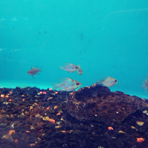 Pet Store «Pets Plus - Quakertown», reviews and photos, 117 S West End Blvd, Quakertown, PA 18951, USA