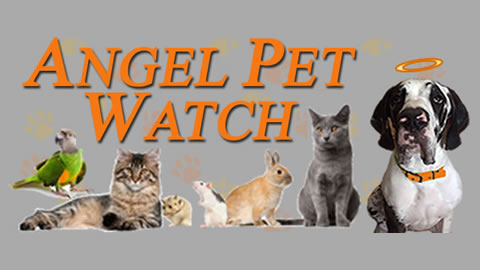 Angel Pet Watch