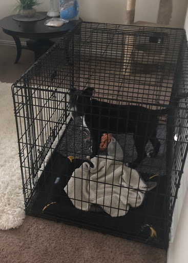 Pet Store «PetSmart», reviews and photos, 6545 North Grand Parkway West Suite 104, Spring, TX 77389, USA