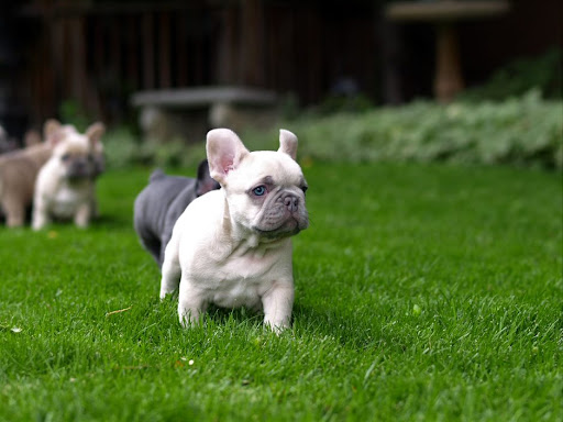 Canadian Frenchies