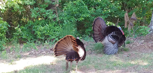 Golf Course «Witch Golf Links», reviews and photos, 1900 SC-544, Conway, SC 29526, USA