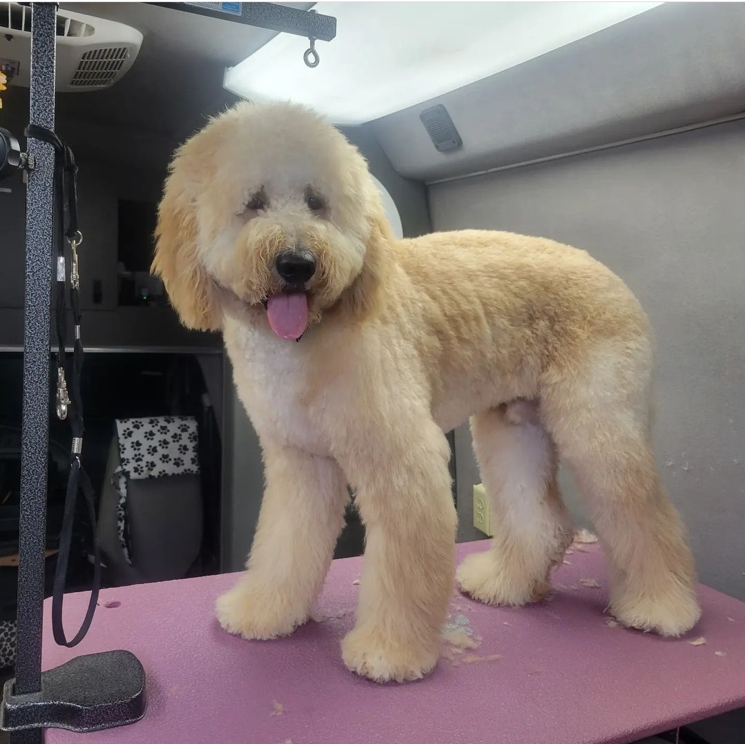 Bubble Bee Mobil Dog Grooming