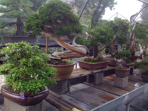 Centro Bonsai Piccin