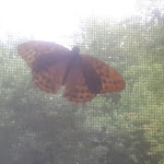 Photo n°1 de l'avis de Aurelio.r fait le 13/08/2019 à 17:28 sur le  Abete Bianco à Pescopennataro