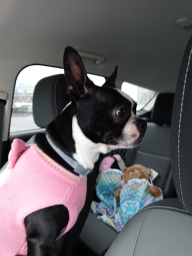 Pet Supply Store «Petco Animal Supplies», reviews and photos, 1100 Middle Country Rd, Selden, NY 11784, USA