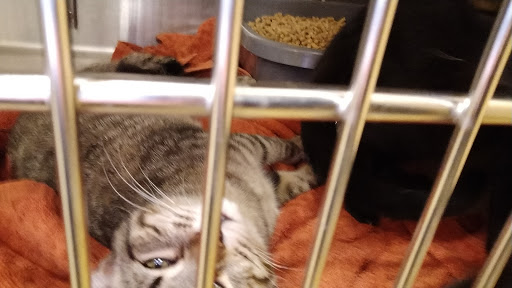 Pet Supply Store «PetSmart», reviews and photos, 315 Gellert Blvd, Daly City, CA 94015, USA