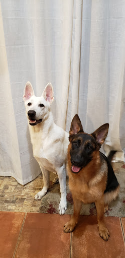 3674 N Elston Ave, Chicago, IL 60618, USA