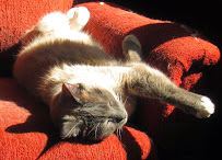 Lucky Cat & Dog Pet Care - Photo 2 - Car repair in Calabasas, CA, Thousand Oaks