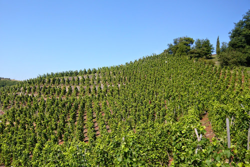 Domaine Martin Clerc à Chonas-l'Amballan