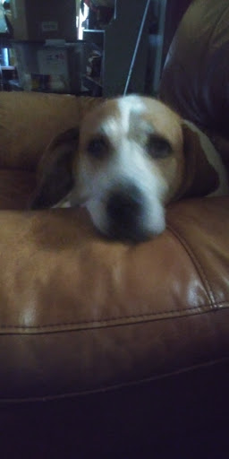 Pet Supply Store «PetSmart», reviews and photos, 476 Corwin Nixon Blvd, South Lebanon, OH 45065, USA