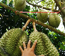 สวนเกษตรใจรัก photo