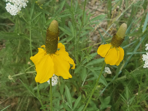 Event Venue «Planet Bluegrass», reviews and photos, 500 W Main St, Lyons, CO 80540, USA
