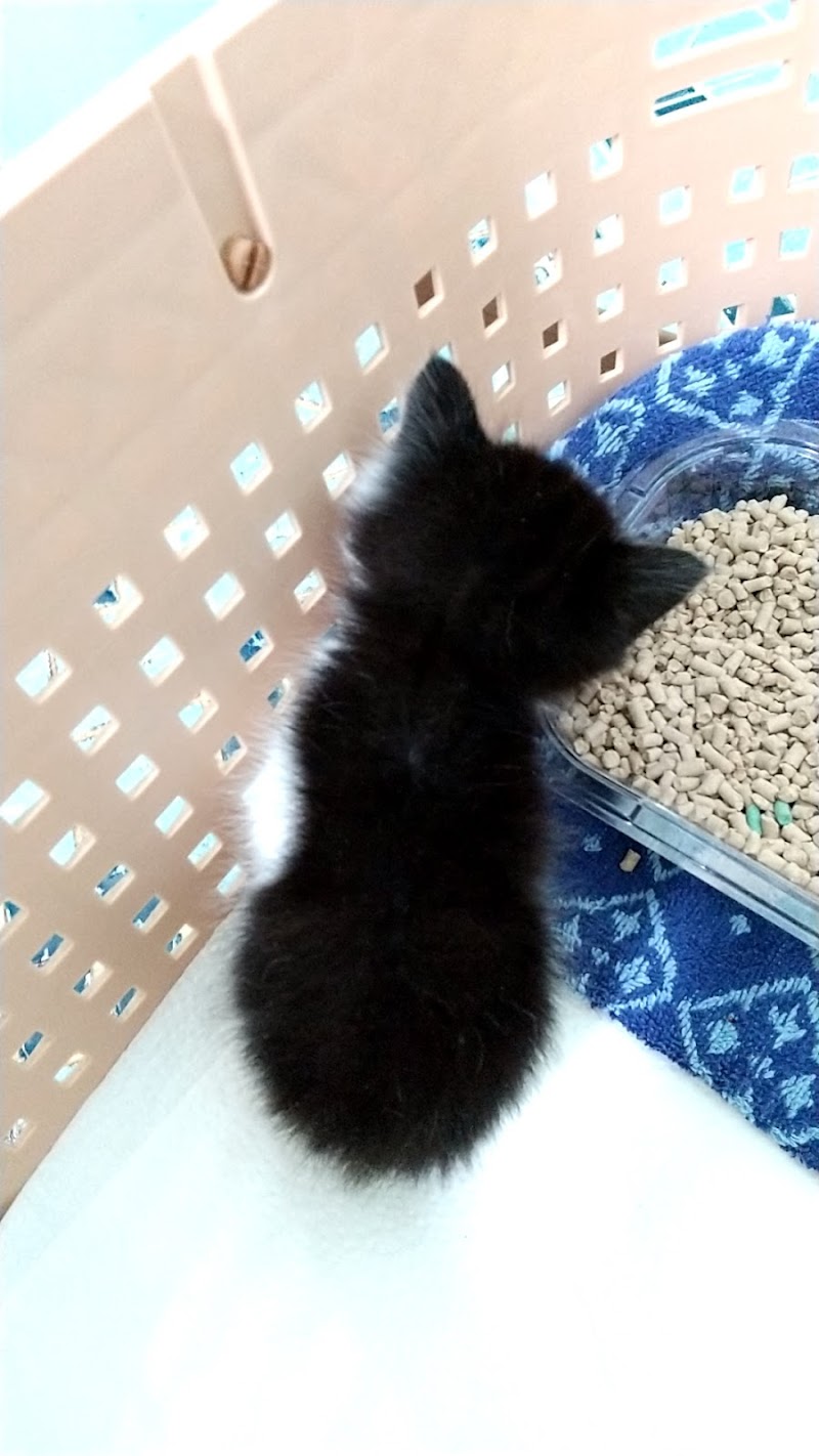 ｔａｍａ動物病院 沖縄県沖縄市古謝津嘉山町 動物病院 グルコミ