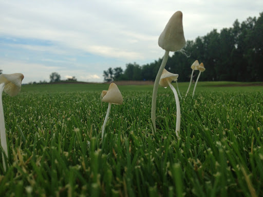 Golf Course «Lake Erie Metropark Golf Course», reviews and photos, 14786 Lee Rd, Rockwood, MI 48173, USA