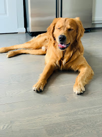 Dog Tribe - Photo 5 - Car repair in , Columbia