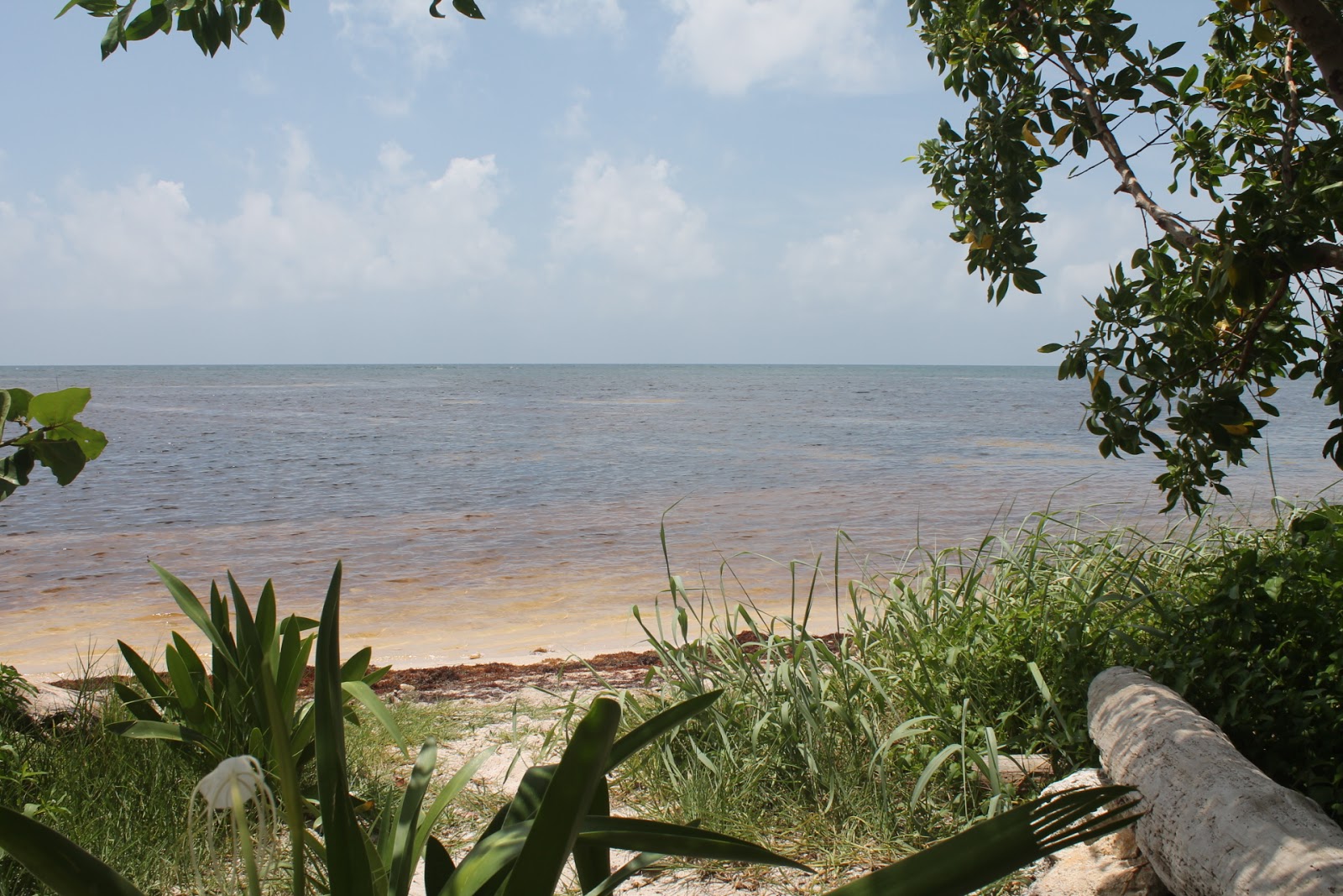 La bamba beach的照片 带有长直海岸