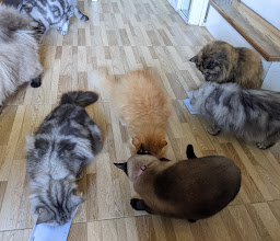 Cat Brothers Cafe photo