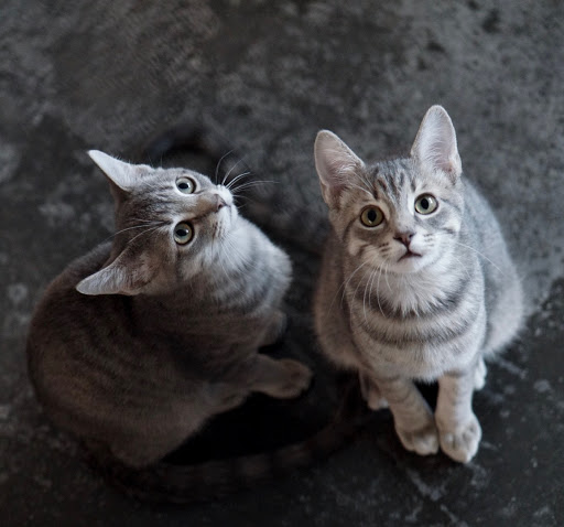 Pet Supply Store «PetSmart», reviews and photos, 5591 TN-153, Hixson, TN 37343, USA