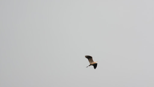 Nature Preserve «Wolf Rock Nature Preserve», reviews and photos, 251 Clover Mill Rd, Storrs, CT 06268, USA