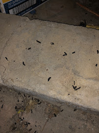 Best Pest Control, Inc. - Photo 9 - Car repair in , Bridgeport