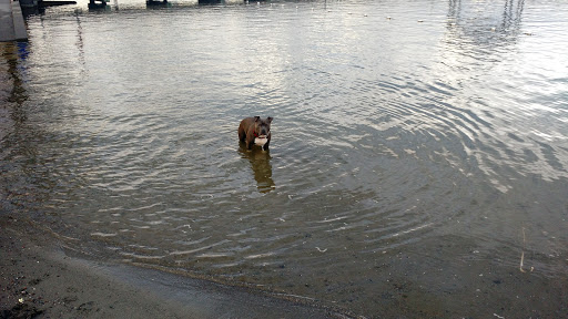 Park «Willard Wyatt Park», reviews and photos, 10508 Chapel Hill Rd, Lake Stevens, WA 98258, USA