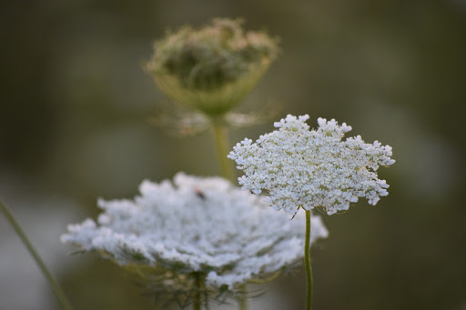 Golf Club «Muirfield Village Golf Club», reviews and photos, 5750 Memorial Dr, Dublin, OH 43017, USA