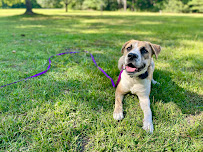 The Dog Wizard Jacksonville - Photo 7 - Car repair in , Jacksonville