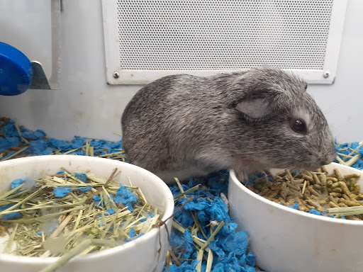 Pet Supply Store «Petco Animal Supplies», reviews and photos, 420 El Cerrito Plaza, El Cerrito, CA 94530, USA