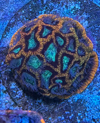 City Boy Corals & Aquarium servicing - Photo 5 - Car repair in Arlington, TX, Arlington