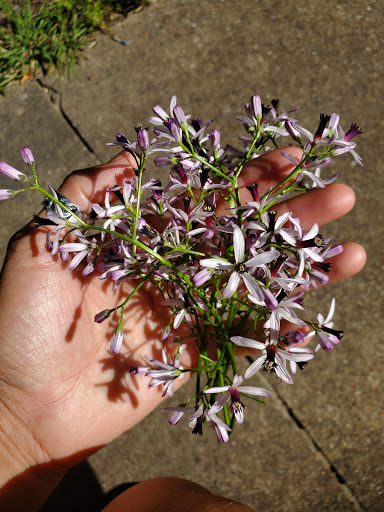 Park «River Legacy Parks», reviews and photos, 701 NE Green Oaks Blvd, Arlington, TX 76006, USA