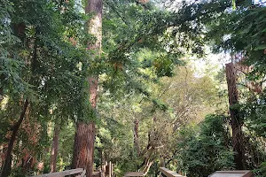 Redwood Grove Nature Preserve image