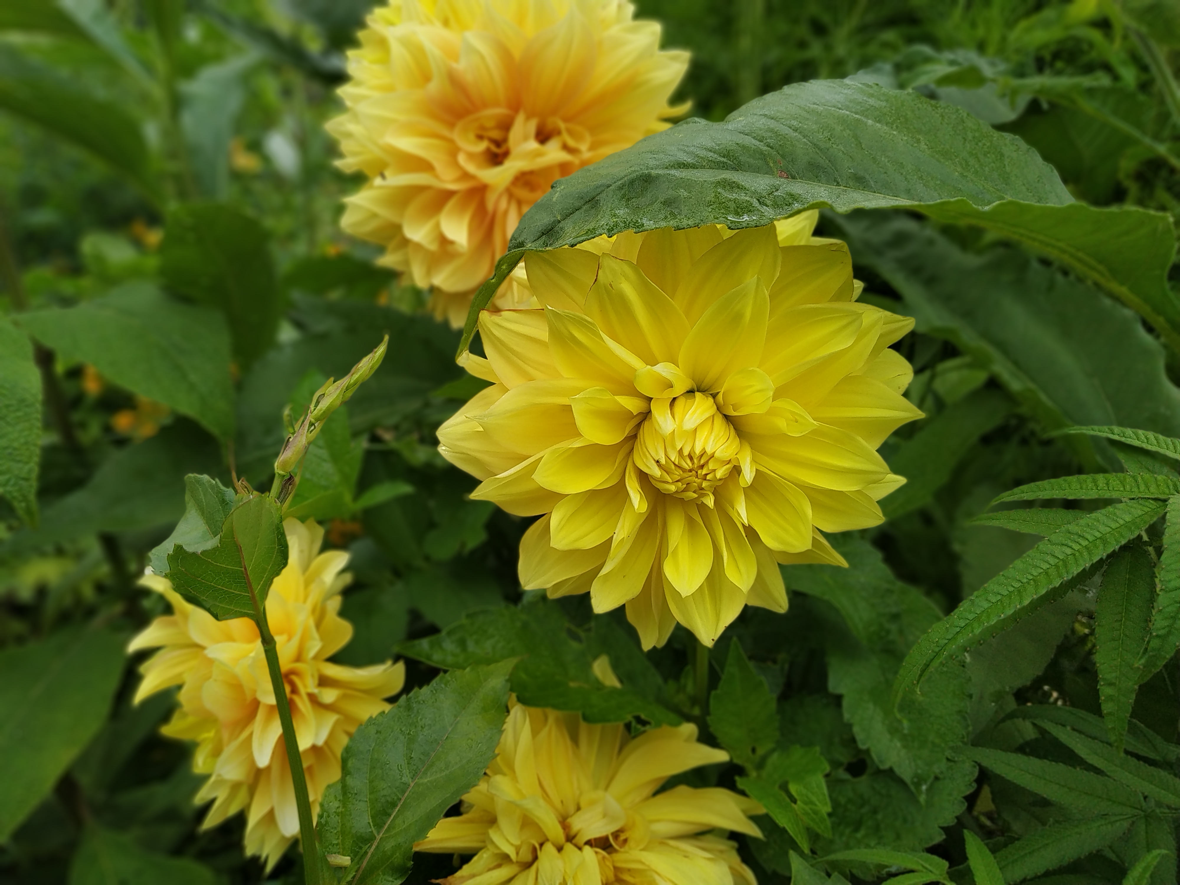 Photo n° 12 de l'avis de Pagliai.o fait le 18/07/2020 à 15:42