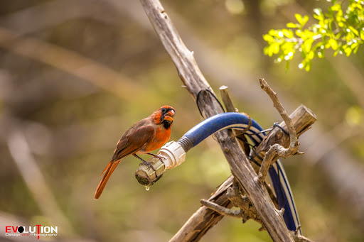 Nature Preserve «Warbler Woods», reviews and photos, 19349 Old Wiederstein Rd, Cibolo, TX 78108, USA