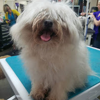 D'Tails Pet Grooming - Photo 9 - Car repair in Augusta, GA, Augusta