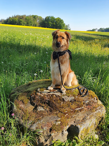 Rezensionen über Hundetraining Ammann in Langenthal - Hundeschule