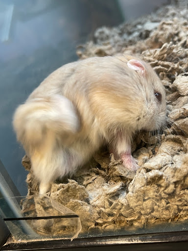 Pet Supply Store «Petco Animal Supplies», reviews and photos, 5994 Montana Ave, El Paso, TX 79925, USA