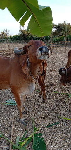 Madhav Gir Cow Farm
