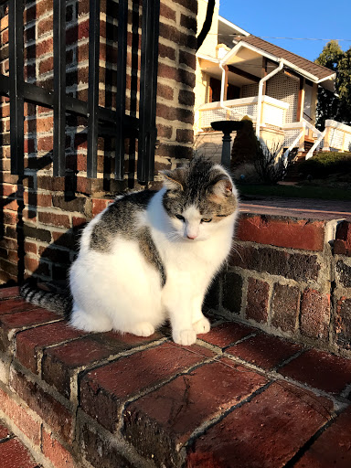 Bed & Breakfast «Showers Inn Bed & Breakfast», reviews and photos, 430 N Washington St, Bloomington, IN 47404, USA