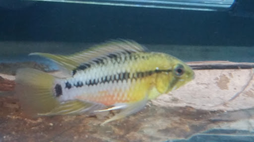 Pet Store «Plattsmouth Pets», reviews and photos, 430 Main St, Plattsmouth, NE 68048, USA