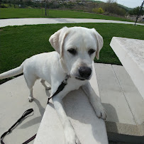 CARING 4 CRITTERS - Photo 1 - Car repair in , Escondido
