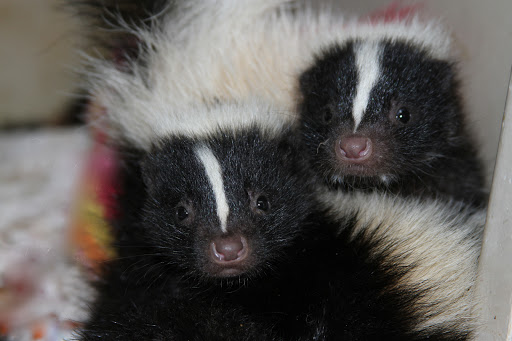 Wildlife Rescue Service «Southwest Wildlife Conservation Center», reviews and photos, 27026 N 156th St, Scottsdale, AZ 85262, USA