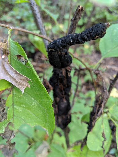 Nature Preserve «Southwood Nature Preserve», reviews and photos, 2651 Holloway Ave E, North St Paul, MN 55109, USA