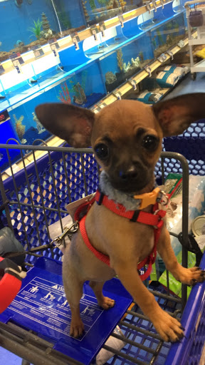 Pet Supply Store «PetSmart», reviews and photos, 3335 Cobb Pkwy NW #400, Acworth, GA 30101, USA
