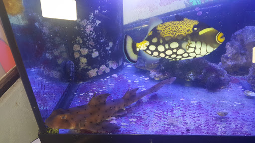 Pet Supply Store «Seascape Aquarium & Pet Center», reviews and photos, 2162 Gulf Gate Dr, Sarasota, FL 34231, USA