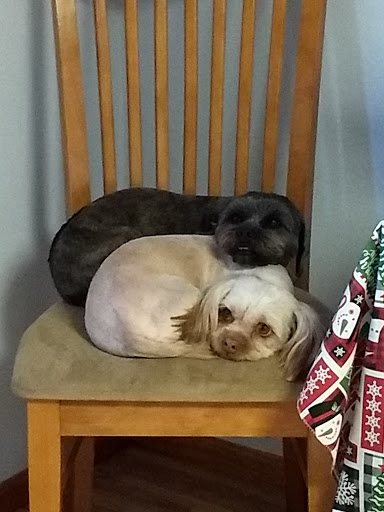 Perfect Love Pet Grooming